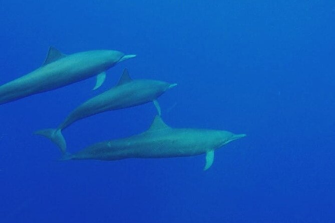 Dolphin & Whale Watching in Puerto Escondido - Playa Zicatela and the Coastal Scan: How the Morning Sets You Up
