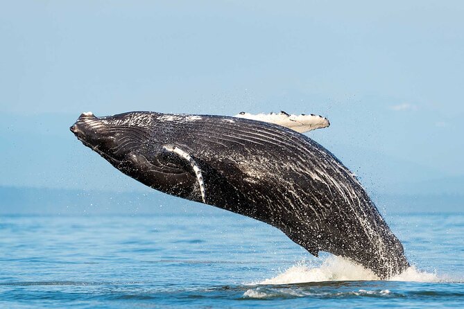 Dolphin & Whale Watching with Marine Biologists - Key highlights worth planning around