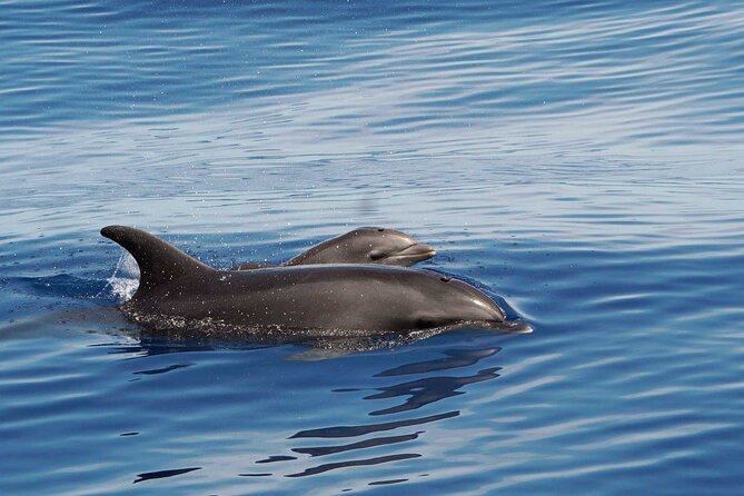 Dolphin & Whale Watching with Marine Biologists - A whale-and-turtle day built for real viewing