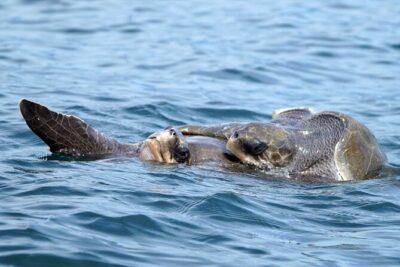 Dolphin & Whale Watching with Marine Biologists - Where and when you set sail from Chahué Marina