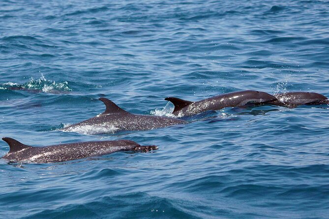 Dolphin & Whale Watching with Marine Biologists - How Huatulco National Park waters change the odds