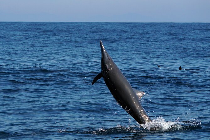 Dolphin & Whale Watching with Marine Biologists - Wildlife you can realistically hope to spot