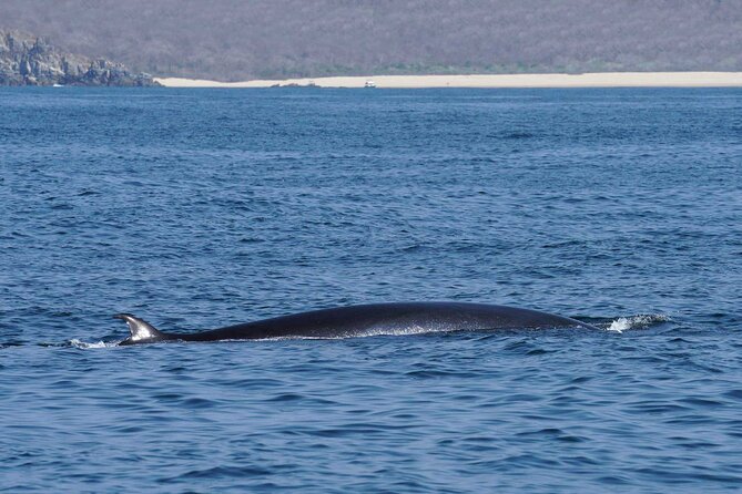 Dolphin & Whale Watching with Marine Biologists - Boat comfort, sun, and what to wear
