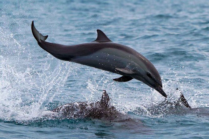Dolphin & Whale Watching with Marine Biologists - Safety and limits that matter before you go