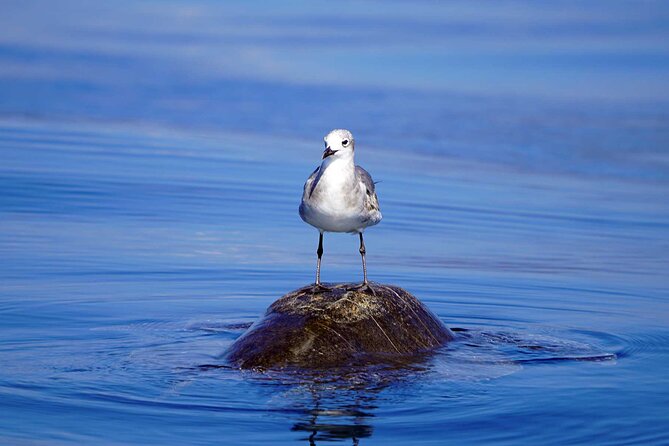 Dolphin & Whale Watching with Marine Biologists - Time on the water: the flow of the experience