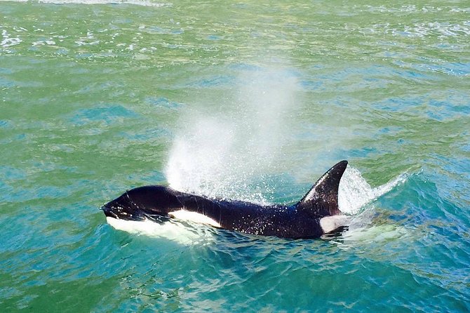 Dolphin & Wildlife Encounters - Key things I’d plan around