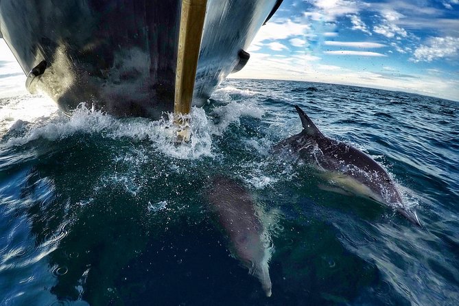 Dolphin & Wildlife Encounters - Onboard commentary: what turns sightings into understanding