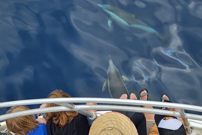 Dolphin & Wildlife Encounters - Timing and pairing it with Rotorua: the day after is yours