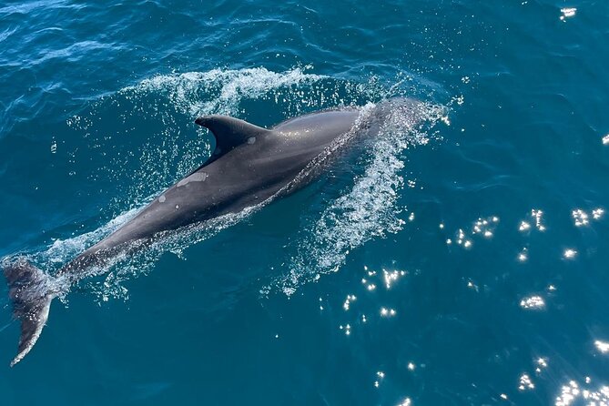 Dolphins and Sea Boat Adventure in Manilva Coast - Practical tips so you start stress-free
