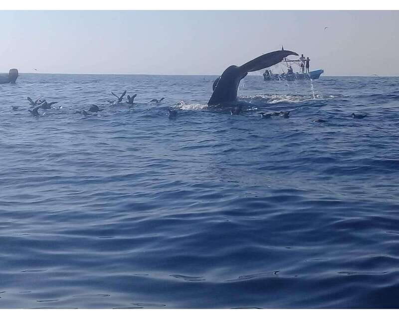 Dolphins and whales watching in Puerto Escondido. - The 6:40–9:30 Rhythm: Getting Out on the Water Early