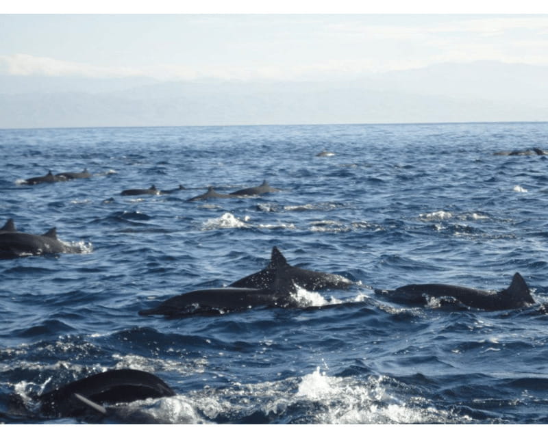 Dolphins and whales watching in Puerto Escondido. - Where the Cruise Fits: Popular Coastline Stops