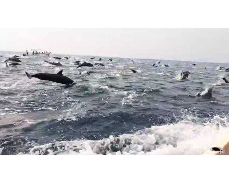 Dolphins and whales watching in Puerto Escondido. - What You Get on Board: Comfort, Gear, and Small-Group Energy