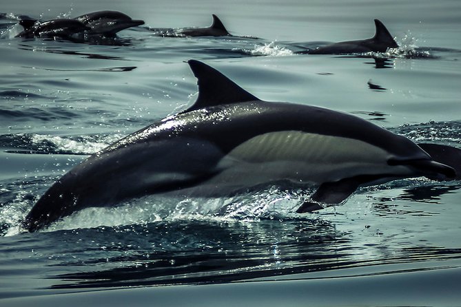 Dolphins & Benagil Caves with Biologist guide - Then the Caves and Coastal Formations: Your Route Stops in Order