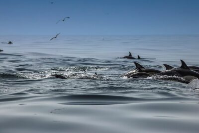 Dolphins & Benagil Caves with Biologist guide - Getting On Board: Meeting at Restaurante Vista Rio in Parchal