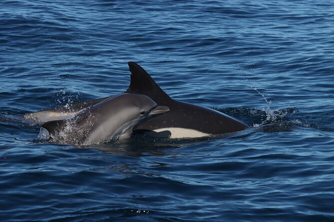 Dolphins & Benagil Caves with Biologist guide - The Possible Swim Stop: When Conditions Are Right