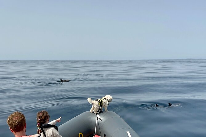 Dolphins & Benagil Caves with Biologist guide - What’s Included (and What to Plan for Yourself)