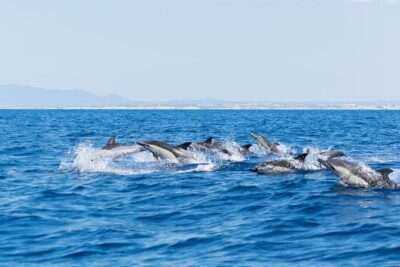 Dolphins & Caves on Rib Boat - Meeting point at Alameda da Orada and what to expect before you cast off