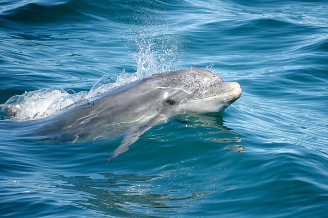 Dolphins & Caves on Rib Boat - The second hour along the Algarve: cruise time and guided context
