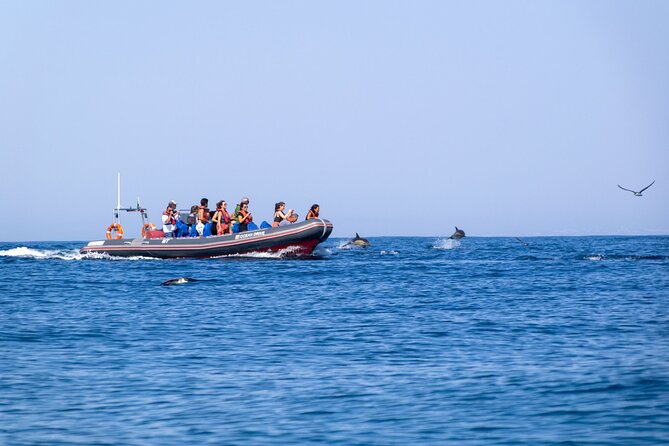 Dolphins & Caves on Rib Boat - How dolphin spotting really works on this kind of trip