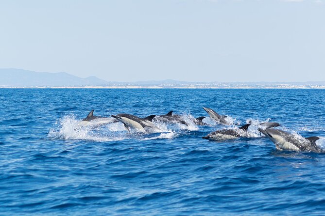 Dolphins & Caves on Rib Boat - Meeting point at Alameda da Orada and what to expect before you cast off