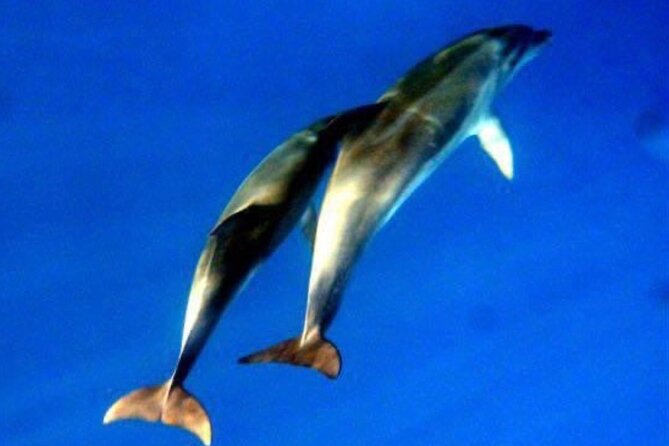 Dolphins Circus tour in Small group - Why this dolphins boat day works so well around Olbia
