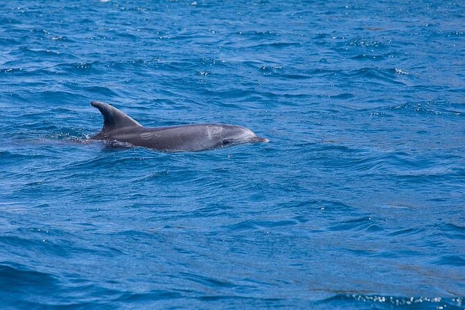 Dolphins Circus tour in Small group - Snorkeling time: where the tour concentrates the best water