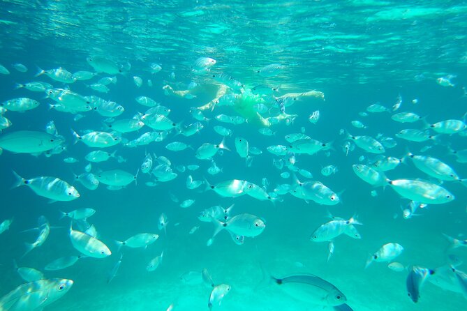 Dolphins Circus tour in Small group - Dolphin spotting between Figarolo and Cala Moresca