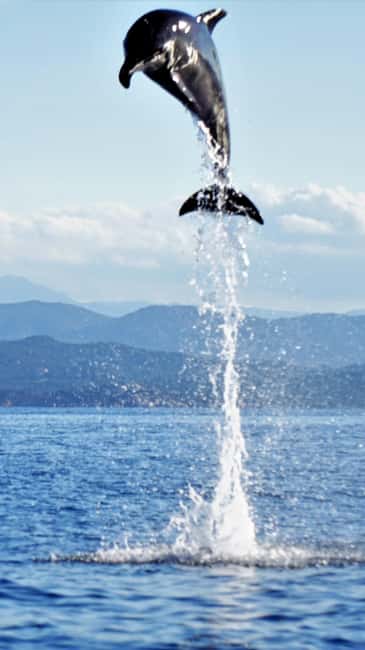 Dolphins: Dolphin Watching Tour and Capo Figari by Raft - From Centro Immersioni Figarolo to the raft: how this trip really works