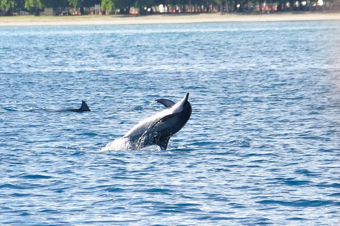 Dolphins Encounter and Whale Watching - Key things I’d pin on your fridge before you go