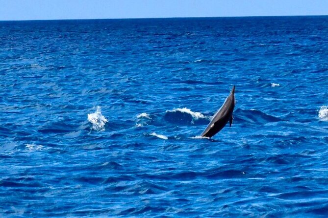 Dolphins Encounter and Whale Watching - Speedboat morning in Mauritius: the Black River meetup that sets the pace