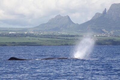 Dolphins Encounter and Whale Watching - Dolswim dolphin encounter: ethical rules, short swim turns, and close control