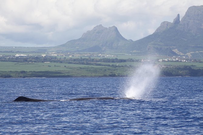 Dolphins Encounter and Whale Watching - Dolswim dolphin encounter: ethical rules, short swim turns, and close control