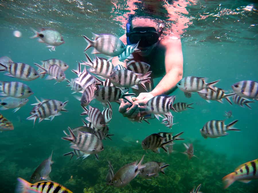 Dolphins: Private, Snorkel, CrystalRock, ileoBenitiers,lunch - Views of mountains and sea, with a schedule that respects your time