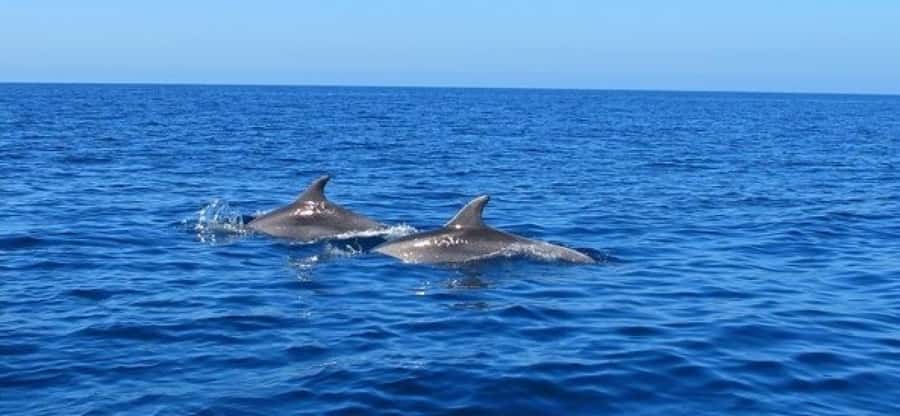 Dolphins: Private, Snorkel, CrystalRock, ileoBenitiers,lunch - Who this trip suits (and who should skip it)