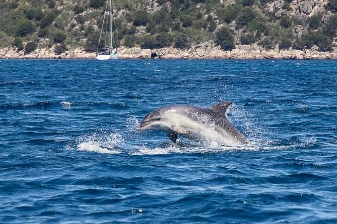 Dolphins Rib boat (up 6 people) Private - Snorkeling in Figarolo and how the water stops work