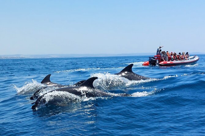Dolphins Search and Benagil Caves from Albufeira - Albufeira Marina: why this start feels easy