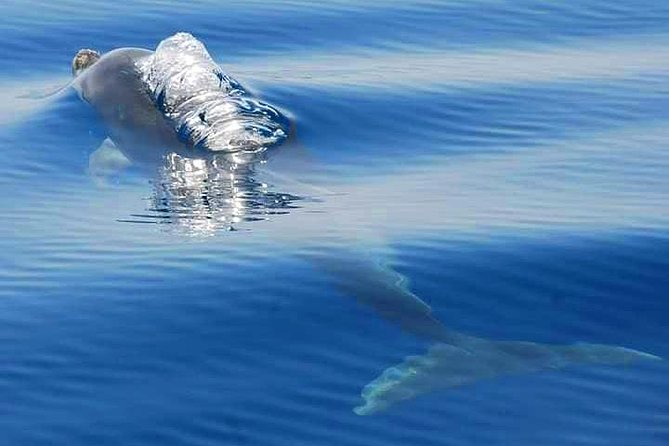 Dolphins Search and Benagil Caves from Albufeira - The small-boat advantage: what max 18 changes