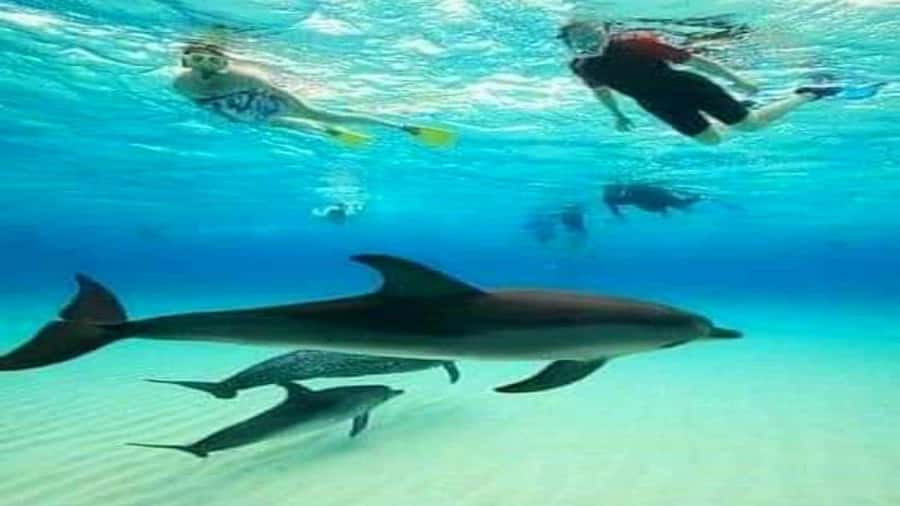 Dolphins & Snorkeling Zanzibar: Mnemba Island Tour - Getting to the coast: pickup zones and boat realities