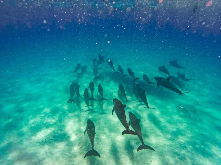 Dolphins tour and turtles swimming in kizimkazi - Key Things I’d Want You to Know Before You Go