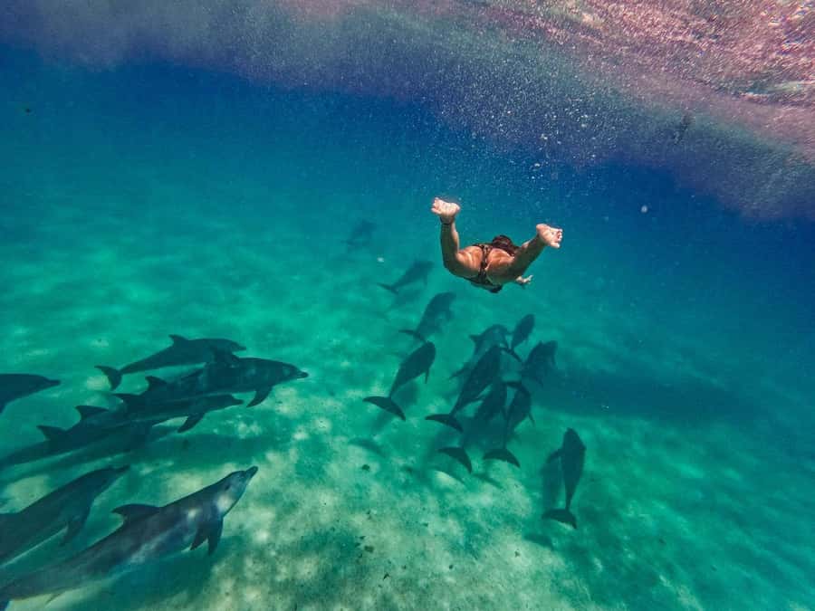 Dolphins tour and turtles swimming in kizimkazi - Why Kizimkazi Makes Sense for Dolphins