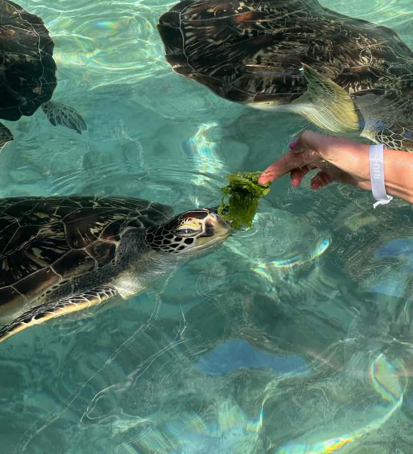Dolphins tour + mnemba island snorkeling + salaam turles - Price and what you actually get for $150