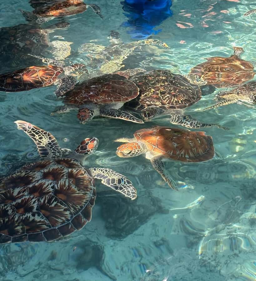 Dolphins tour + mnemba island snorkeling + salaam turles - Getting there: pickup zones and why it changes your timing