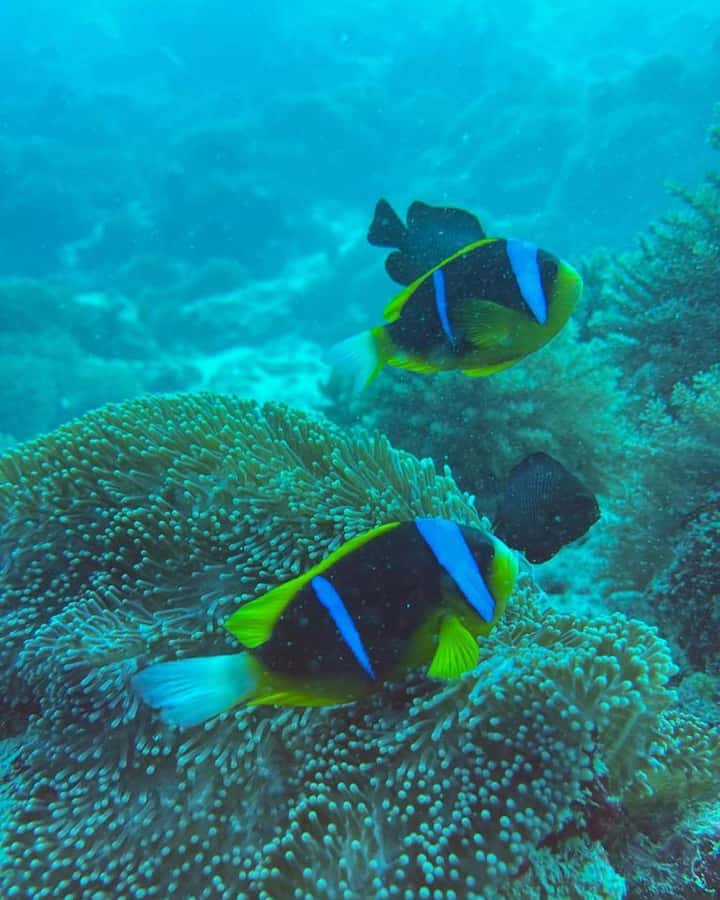 Dolphins tour + mnemba island snorkeling + salaam turles - Guide language and how to make it work for you
