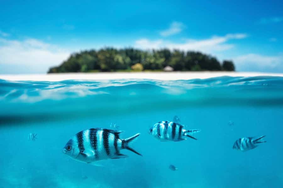 Dolphins tour + mnemba island snorkeling + salaam turles - Who should book this Mnemba dolphins + snorkeling + Salaam day?