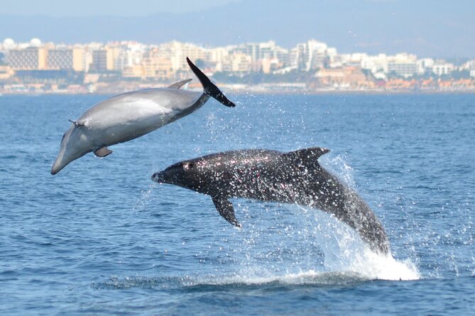Dolphins Watching - Key Highlights to Know Before You Go