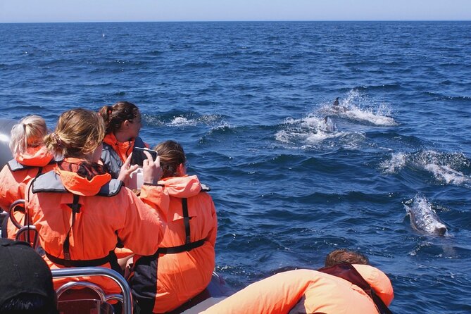 Dolphins Watching - The Boat and Group Size: Small, Fast, and Practical