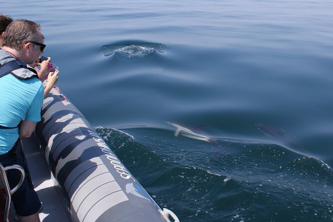 Dolphins Watching - Dolphin Odds, Wildlife Ethics, and Why No-Feeding Matters