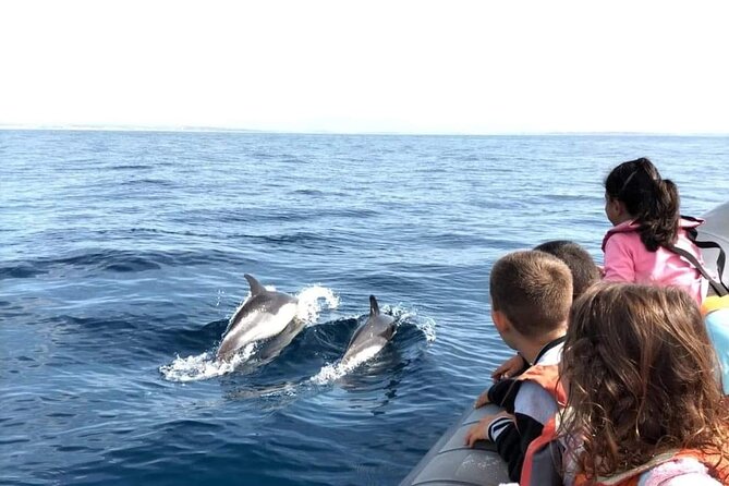 Dolphins Watching - Ride Conditions: Weather, Speed, and Comfort on the Water