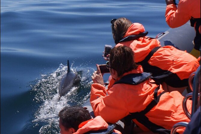 Dolphins Watching - English Guidance and the Level of Dolphin Explanation