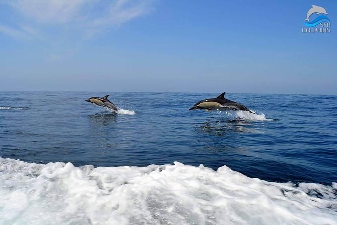 Dolphins Watching - Price and Value: Is $42.24 Worth It?